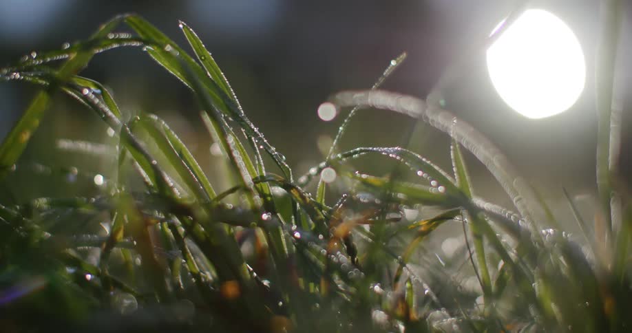 Light shining on a grass plant at night