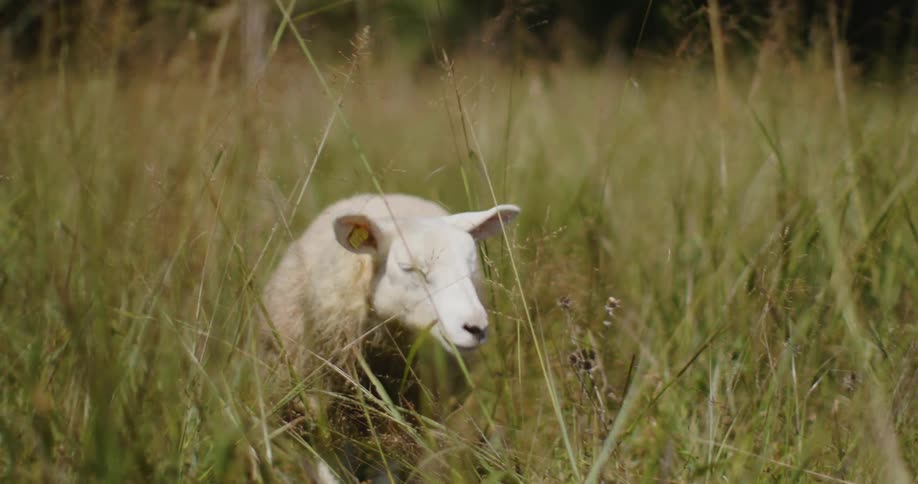 A sheep with thick white wool stands in tall grass facing the camera