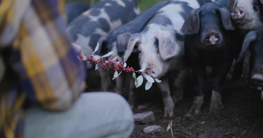 Person offers berry branch to group of pigs