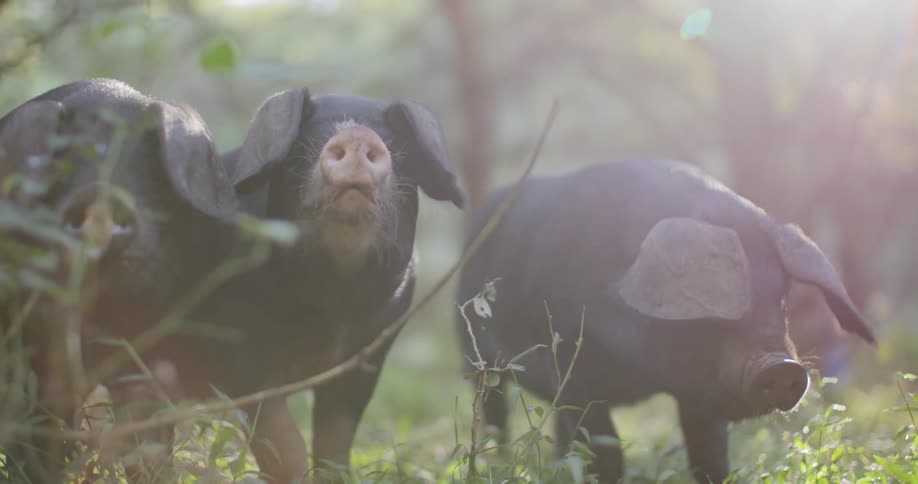 Three darkcolored pigs amidst green foliage all bathed in warm natural light