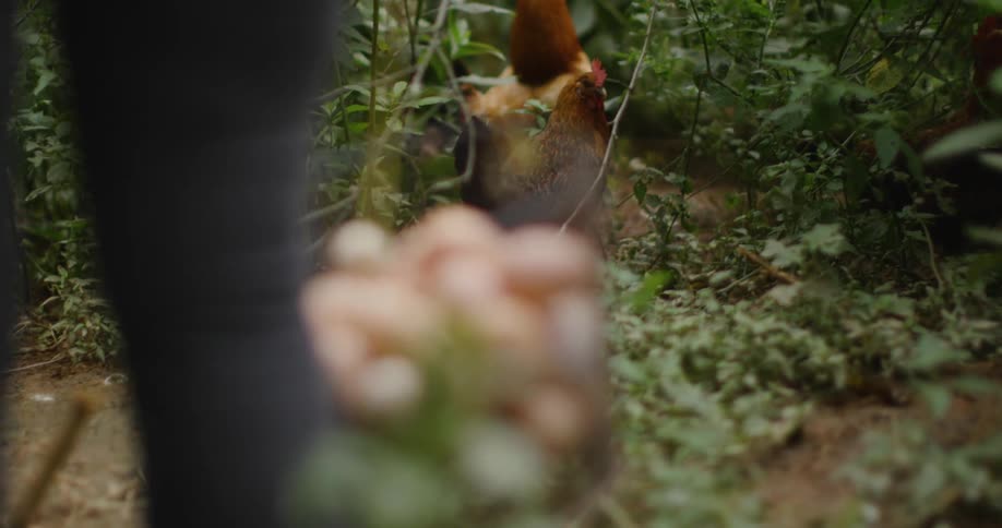Chickens roam through dense garden foliage as someone gathers fresh eggs