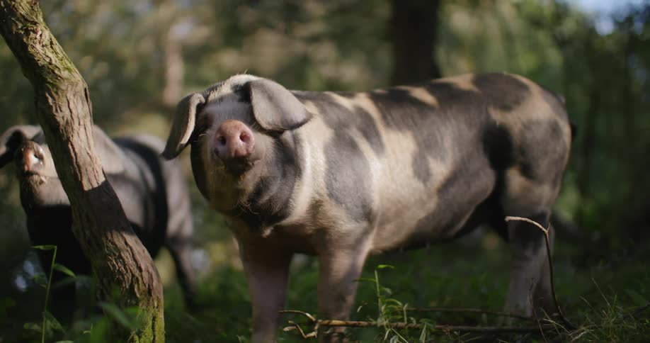 Pigs standing in a grove of trees under a blue sky