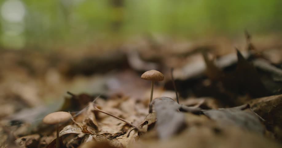 A closeup of 2 mushrooms surrounded by forest leaves
