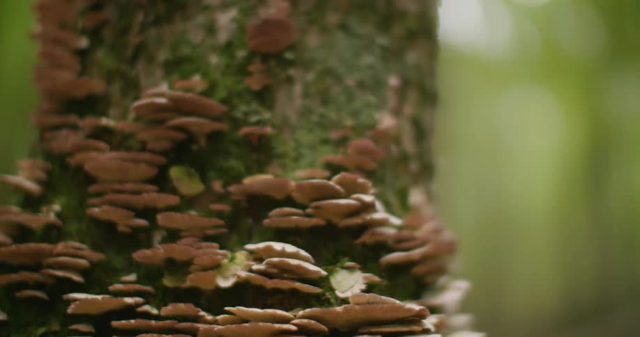 Mushrooms grow in clusters on a mossy tree trunk in the forest