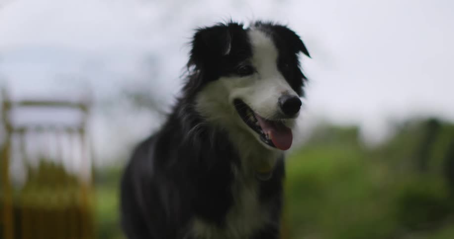 A border collie standing alone in a park at midday looking left and right