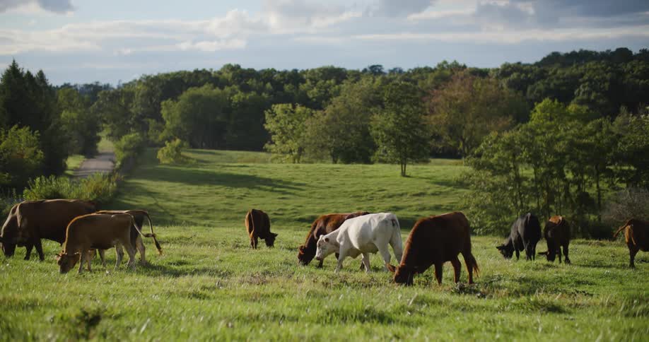 A herd of cattle grazing on a grassland at midday