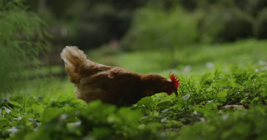 Close up wild chicken grazing on a field