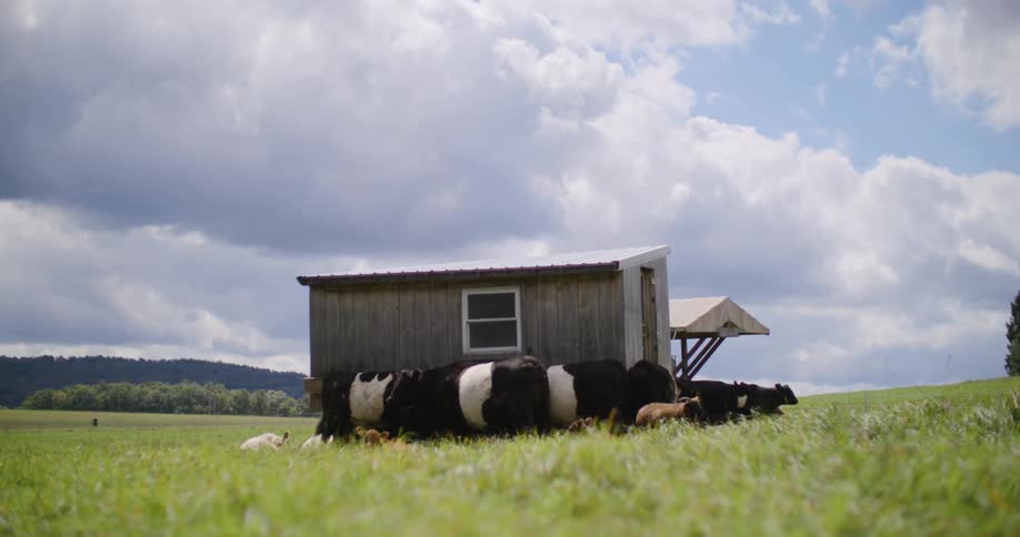 Cattle around a small wooden house on a farm
