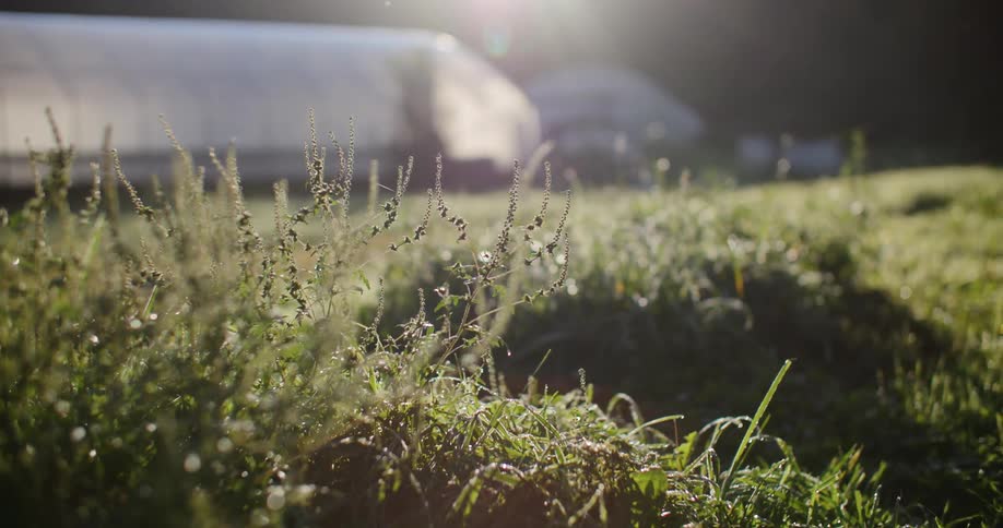 A greenhouse on a grassland under a sunny day