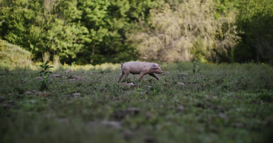 A pig runs on a field outdoors during daytime