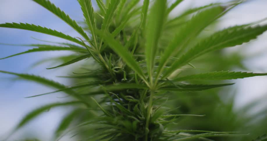 A closeup of a vibrant green cannabis plant in soft focus