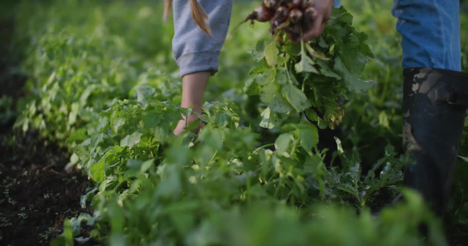 A person harvests fresh radishes from a green vegetable field