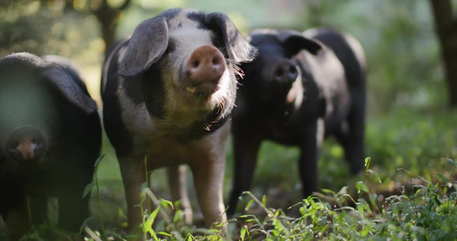 Pigs forage through tall grass in a sunny field