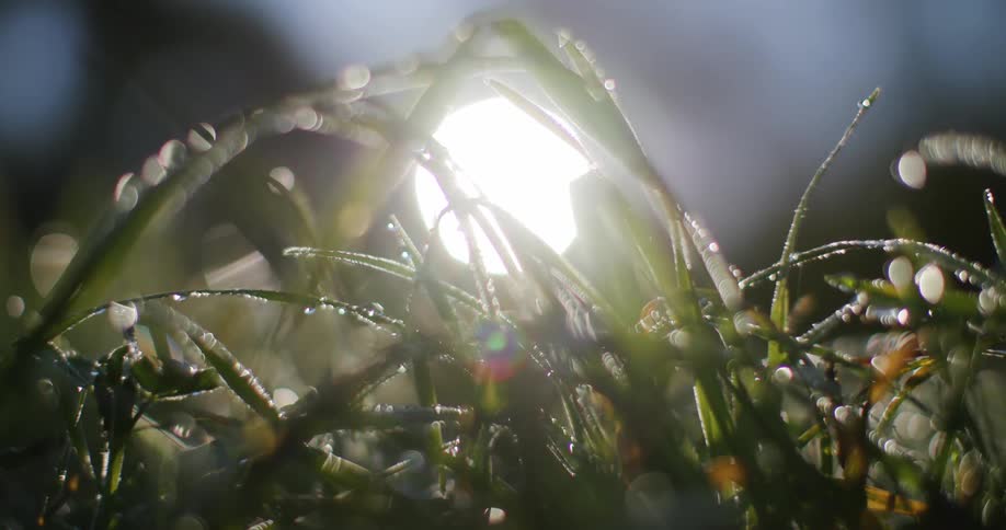 A bright full moon causes dew to glisten on long grass at dawn