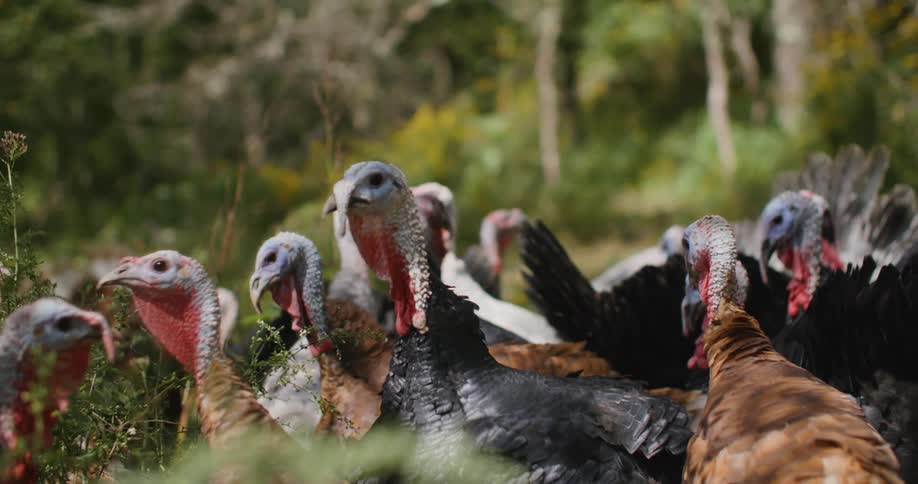 A group of turkeys stands closely together in a forested area