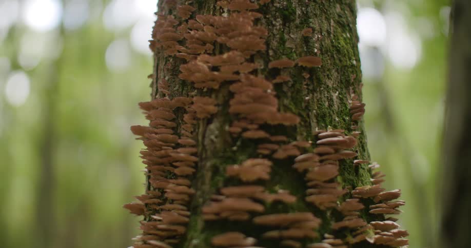 Mushrooms grow on the side of a tree trunk in a grove
