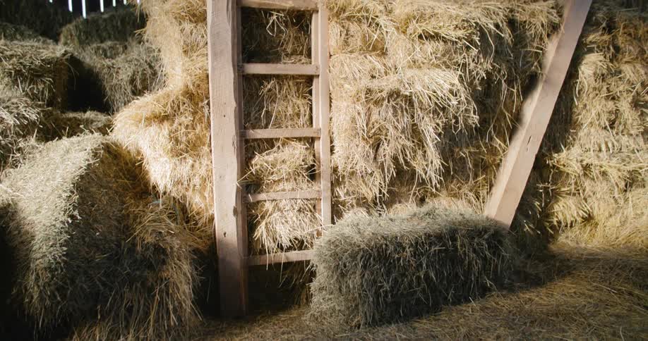 Stacks of hay fill a barn loft with a leaning ladder