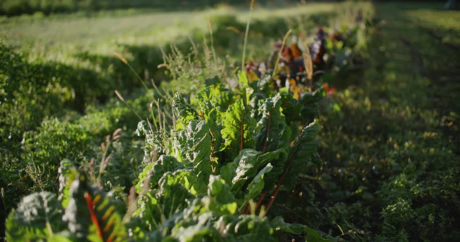 Vibrant chard plants with red stems thrive in a sunlit garden bed surrounded by greenery