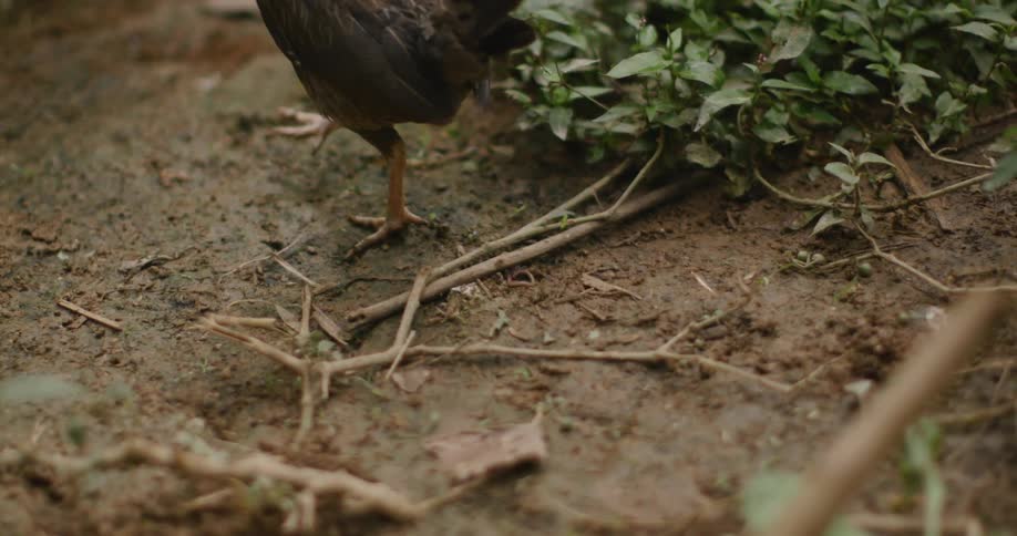 A hen walking in the wild at midday
