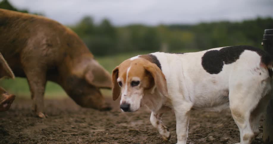 A dog walks among pigs in an outdoor pig farm during daytime