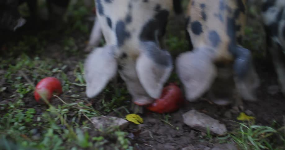 Herd of pigs eats produce in a fenced area during the daytime