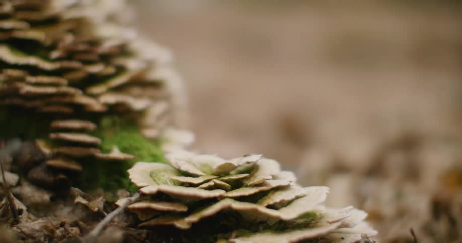 Dry leaves and mushrooms blanket the forest floor in soft earthy tones