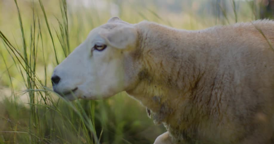 Close up of a sheep walking through grasses on a field outdoors during daytime