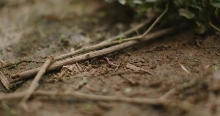 Earthworm walking through the mud