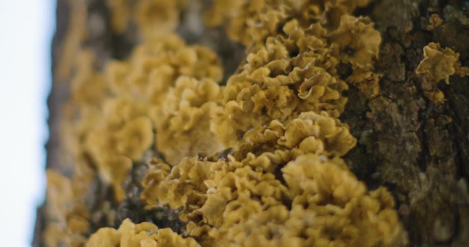 A closeup shot of yellow fungi growing extensively on the textured bark of a tree trunk