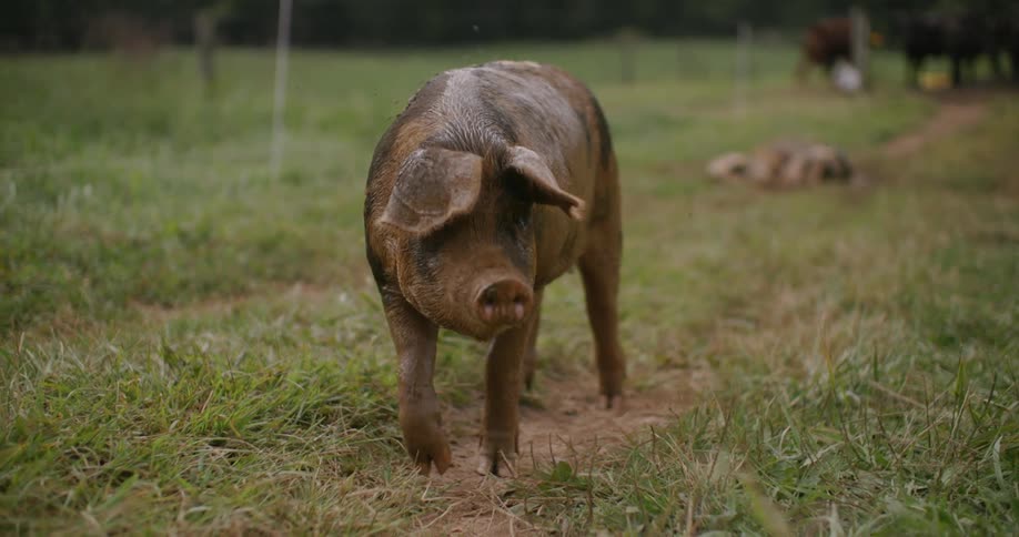 A pig with large ears in a grassy field while a herd of dark cattle grazes in the background near a treeline under an overcast sky