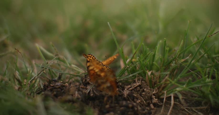 Orange and black butterflies rests on earthy soil surrounded by green grass wings open wide under soft sunlight
