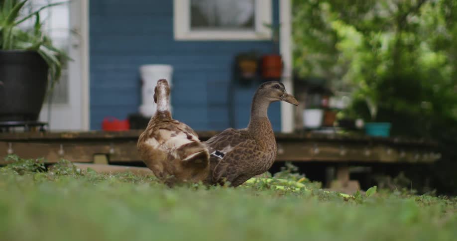 Two brown ducks stand on a grassy lawn with a blue house and potted plants in the background