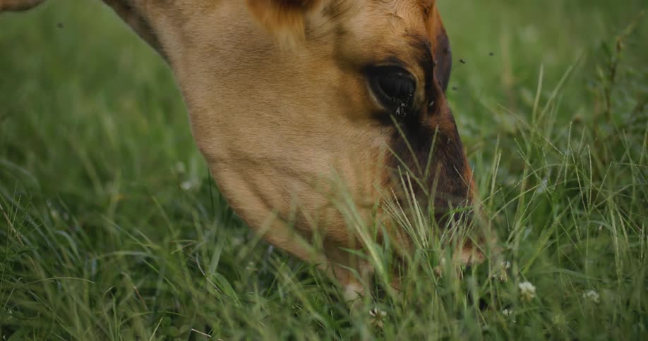 Close up of a brown cow grazing on a field outdoors during daytime