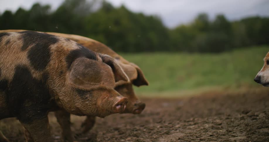 A couple of pigs walks through a muddy outdoor enclosure with greenery in the background and encounters a dog