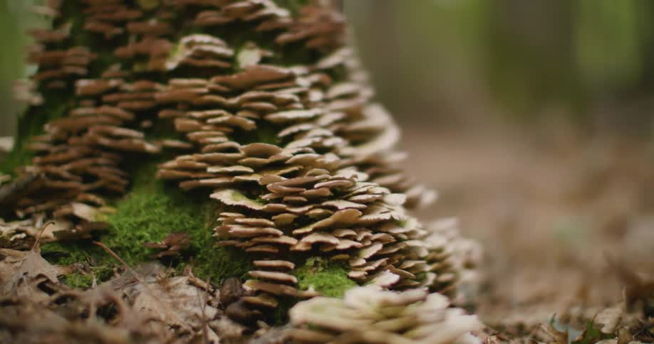 The ground in the forest is covered with leaves