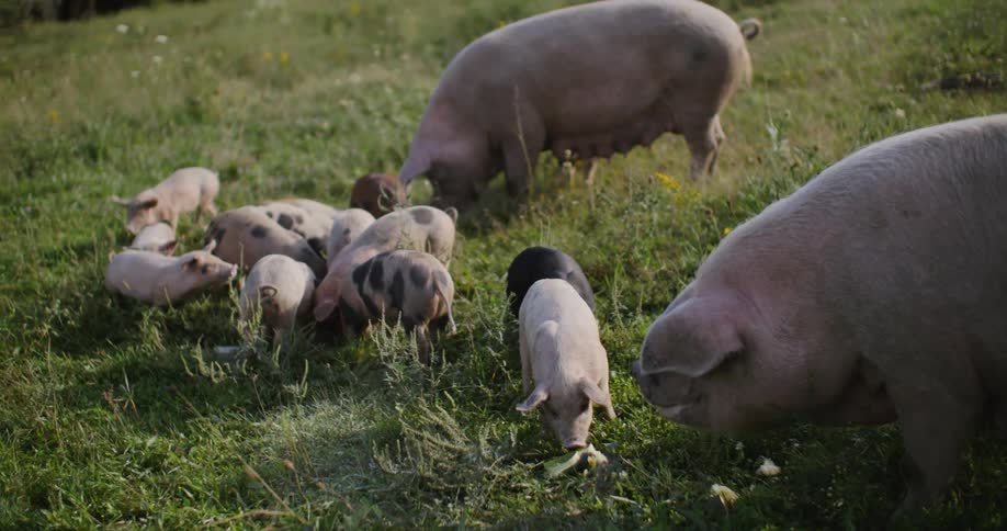Several pigs both grown and young roam through grassy pasture under soft morning light snouts nudging at the ground