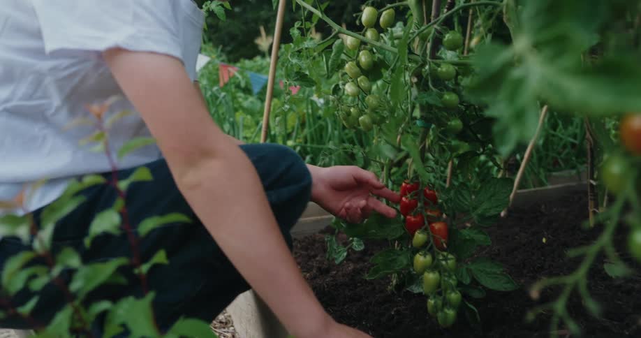 Boy examines bell peppers growing in his garden