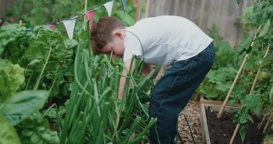 Boy in jeans and a white shirt picking vegetables in a vegetable garden