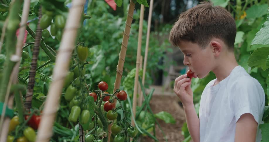 Boy in a vegetable garden eating tomatoes