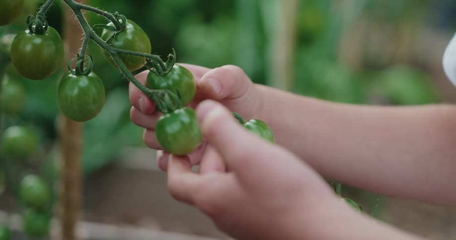 A young boy picking fruit from a plant in a garden