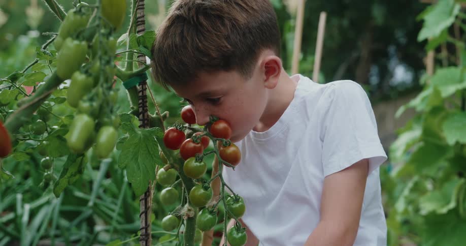Little boy sniffing sniffing in a vegetable garden