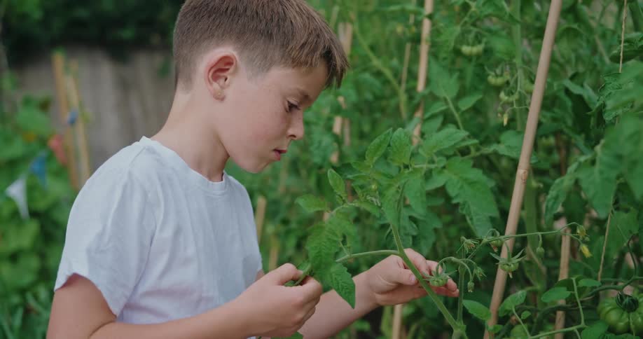 A boy carefully inspects unripe tomatoes in a lush vegetable patch
