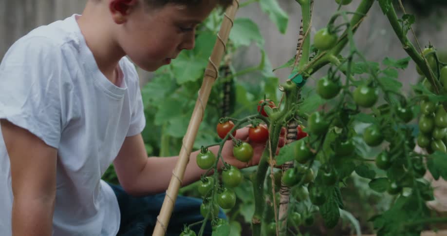 Boy smells ripening tomatoes growing in his garden