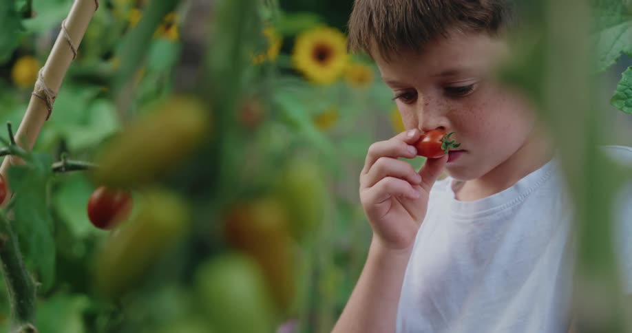 Boy with white tshirt smelling and harvesting a fresh tomato with sunflowers in the back