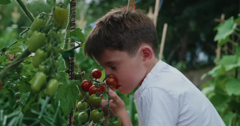 A young boy leans in to smell a ripe cluster of tomatoes on the vine