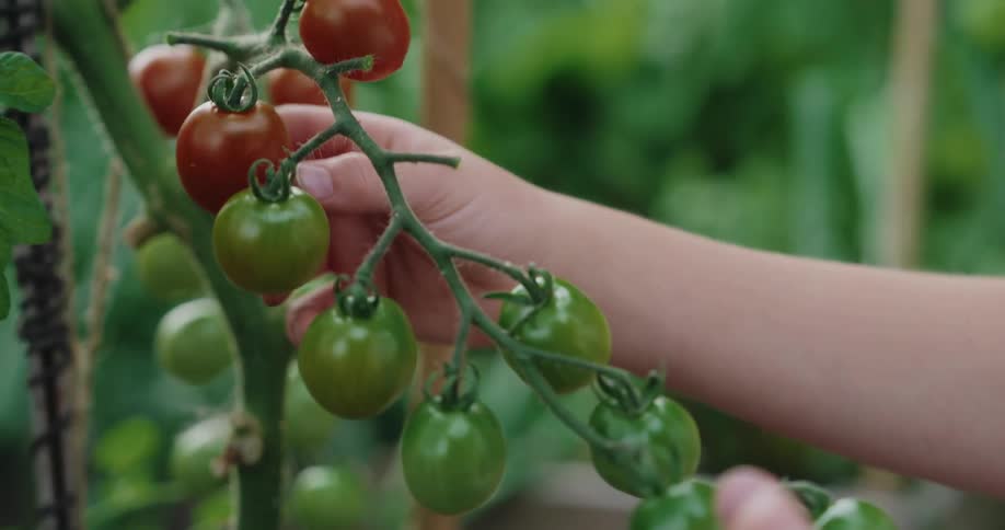 Person testing tomatoes on a vine for ripeness