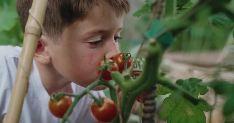 Young boy with earring and white tshirt smelling tomatoes in a garden