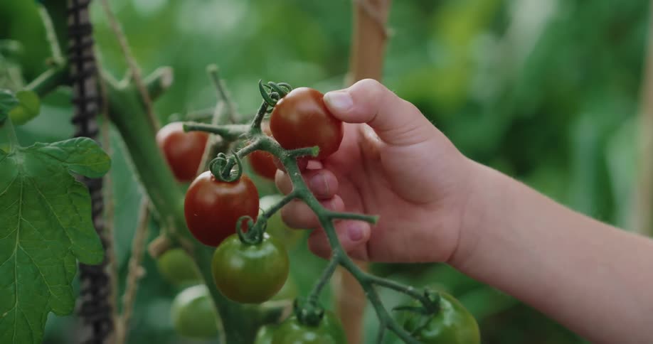 A hand feeling a tomato directly from the plant