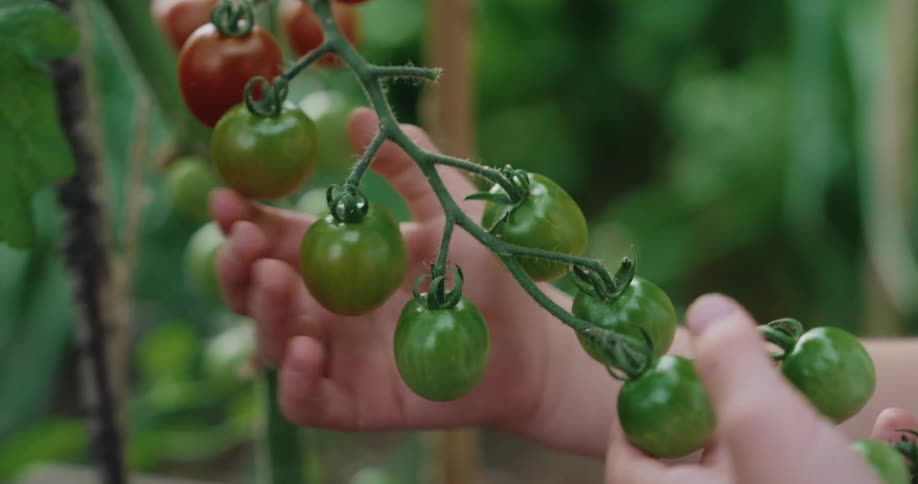 The boy is touching the tomatoes in the garden