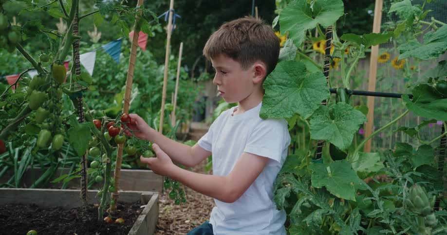 A young boy in a white shirt carefully inspects ripening tomatoes in a vibrant garden